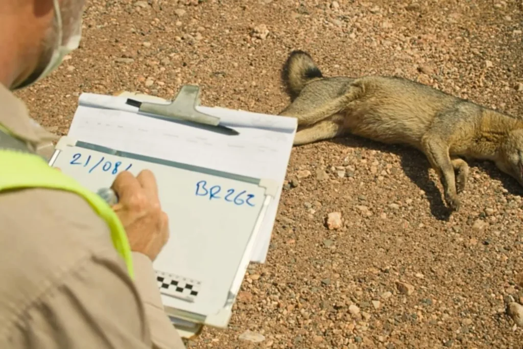Documentário expõe por que a BR-262 ainda é considerada a rodovia da morte no Pantanal 2 documentário expões porque br-262 é a rodovia da morte
