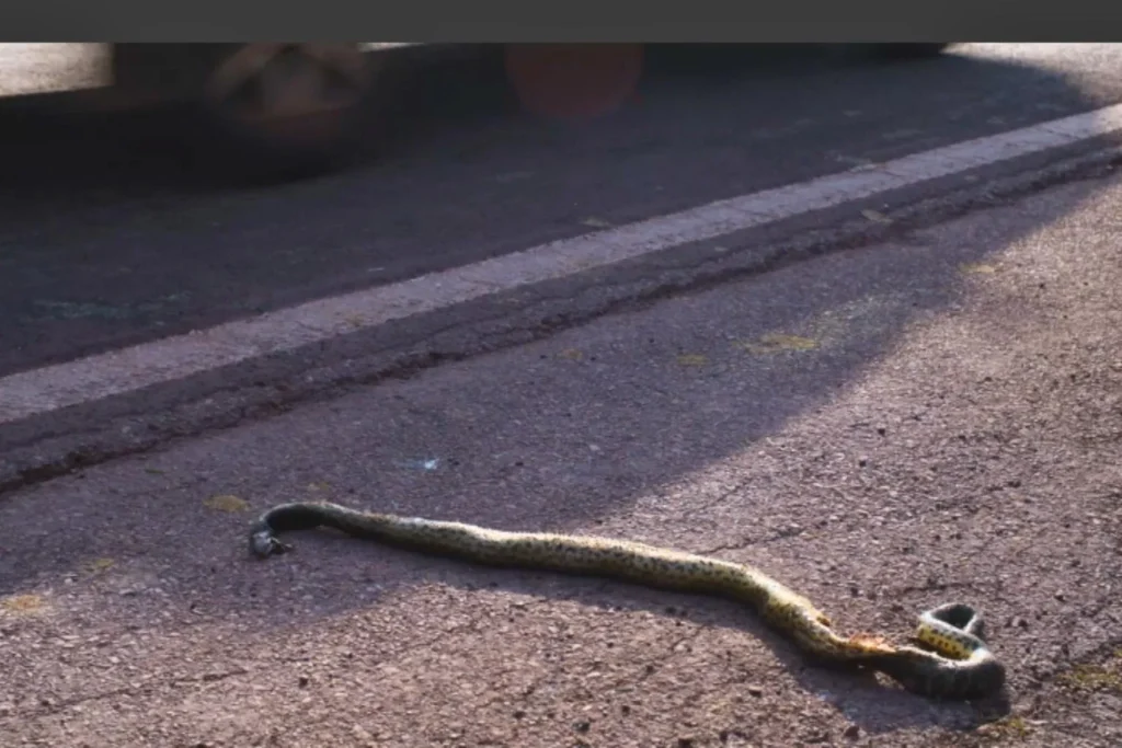 Documentário expõe por que a BR-262 ainda é considerada a rodovia da morte no Pantanal 3 animais na pista3 Documentário