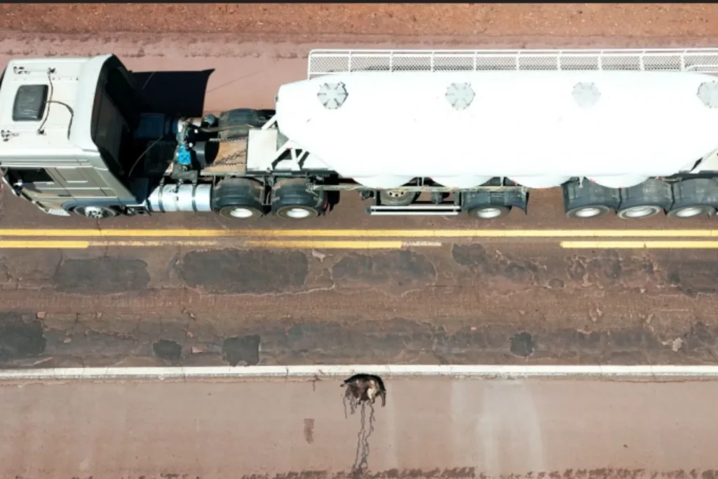 Documentário expõe por que a BR-262 ainda é considerada a rodovia da morte no Pantanal 4 animais na pista4 Documentário