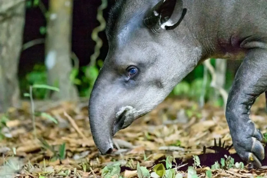 Estudo revela como fragmentação florestal impacta a anta-brasileira na Mata Atlântica. Descubra a importância da conectividade e conservação.