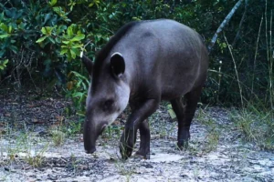 Estudo revela como fragmentação florestal impacta a anta-brasileira na Mata Atlântica. Descubra a importância da conectividade e conservação.
