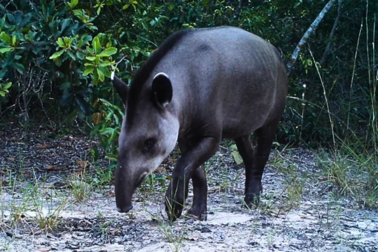 Estudo revela como fragmentação florestal impacta a anta-brasileira na Mata Atlântica. Descubra a importância da conectividade e conservação.