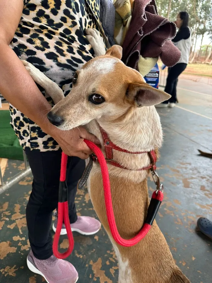 Caravana da Castração percorre MS com apoio de emenda parlamentar 4 caravana castracao 1 Caravana da Castração