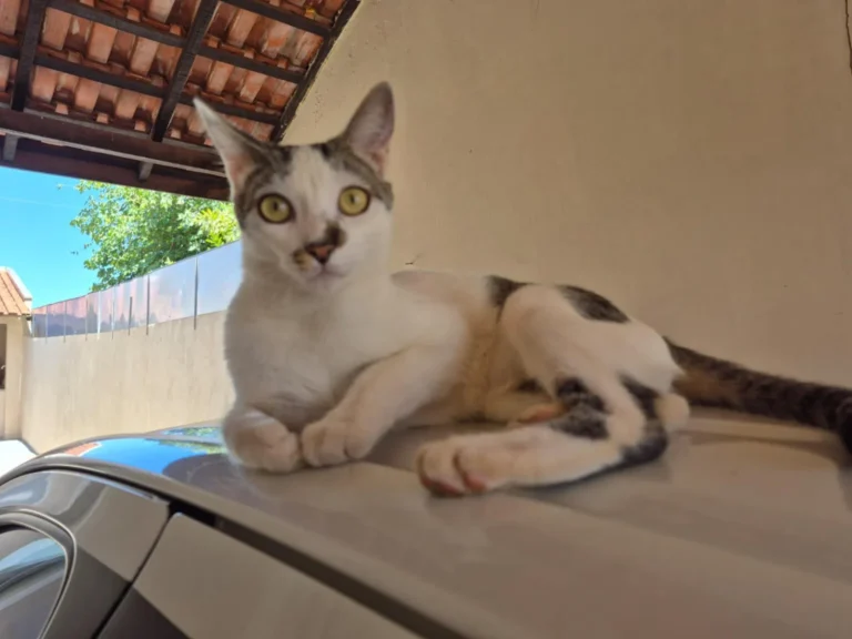 Convênio entre prefeitura e UFMS garante cirurgias gratuitas para tutores de baixa renda