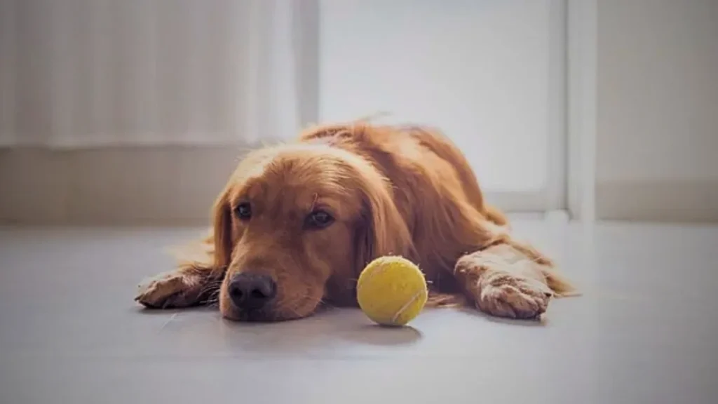Quanto tempo seu pet pode ficar sozinho sem risco de depressão? Veja sinais, limites e soluções recomendadas 4 Saiba quanto tempo cães e gatos aguentam sozinhos, sinais de depressão em pet e soluções para tutores