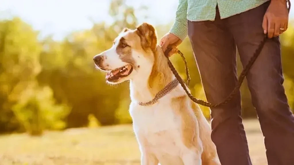 Quanto tempo seu pet pode ficar sozinho sem risco de depressão? Veja sinais, limites e soluções recomendadas 5 depressao em pet5 Depressão