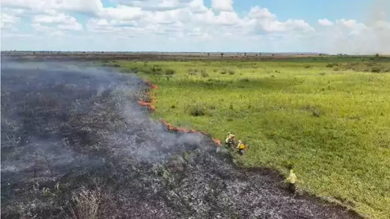 incendio patanal Incêndio no Pantanal