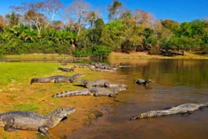 Descubra o Pantanal, lar de mais de 10 milhões de jacarés! Saiba mais sobre a impressionante biodiversidade e a importância ecológica desses répteis no Brasil.