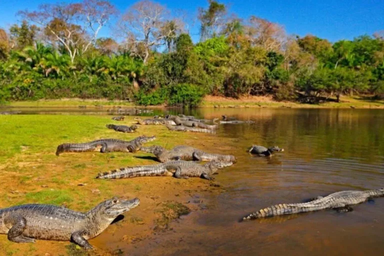 Descubra o Pantanal, lar de mais de 10 milhões de jacarés! Saiba mais sobre a impressionante biodiversidade e a importância ecológica desses répteis no Brasil.