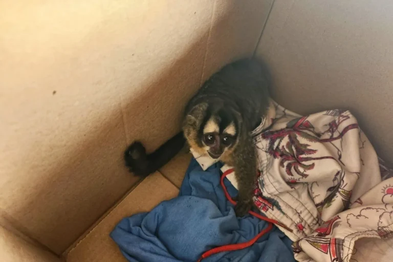 Macaco-da-noite sofre choque elétrico e é resgatado em Corumbá