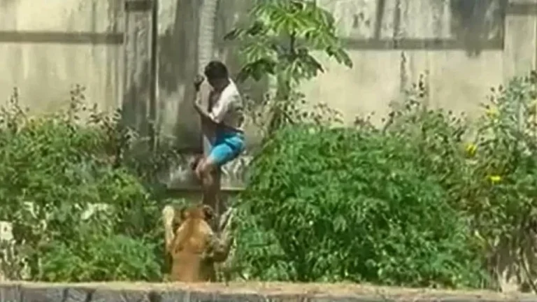 Homem é morto por leoa ao invadir jaula no Parque Arruda Câmara, em João Pessoa. Ocorrência confirmada pela Prefeitura. Veja detalhes da investigação.