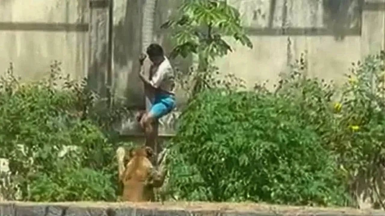 Homem é morto por leoa ao invadir jaula no Parque Arruda Câmara, em João Pessoa. Ocorrência confirmada pela Prefeitura. Veja detalhes da investigação.