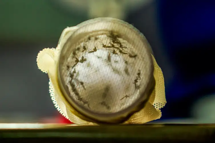 mosquitos com wolbachia4