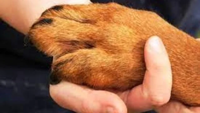 Desaparecimento de cachorra hospedada em hotel de animais em Campo Grande