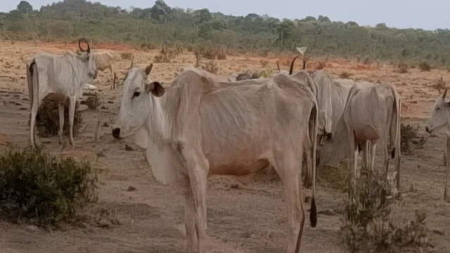 Pecuarista é multado em R$ 9,3 milhões por manter gado sem alimentação