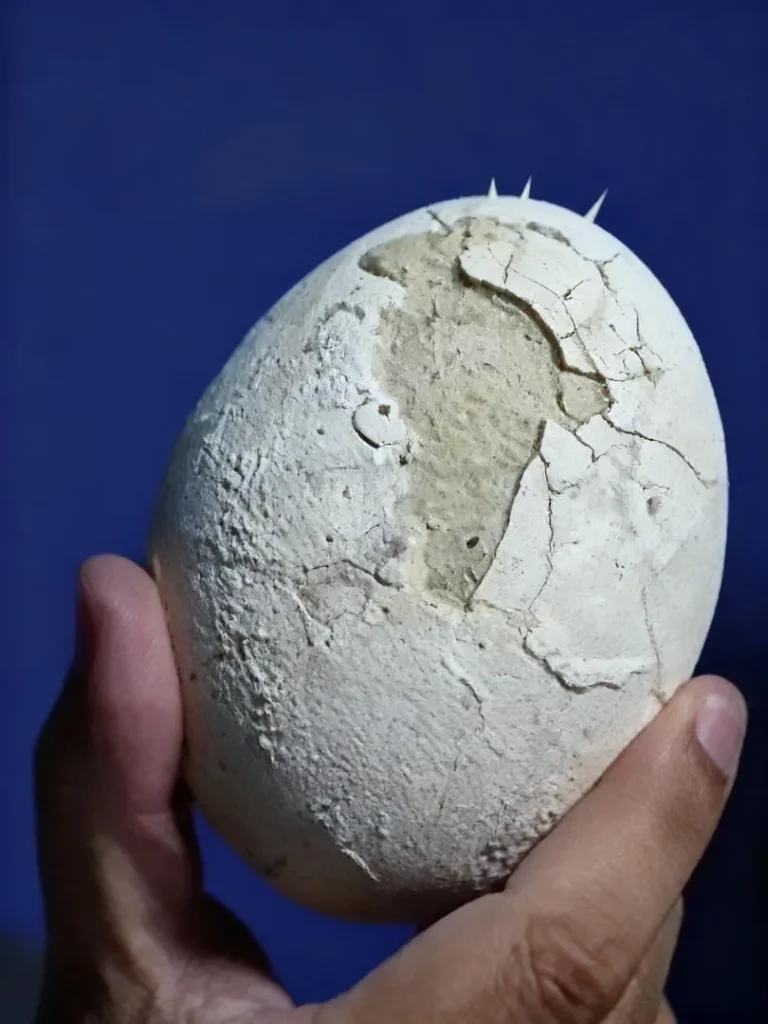 Ovo de dinossauro intacto de 70 milhões de anos é descoberto na Patagônia Argentina 2 Descoberta histórica na Patagônia Argentina: ovo de dinossauro intacto de 70 milhões de anos pode conter embrião fossilizado.