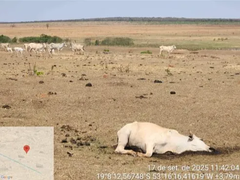 PMA encontra rebanho com 8.860 bovinos debilitados em Paraíso das Águas e fazendeiro é multado em R$ 9,3 milhões.