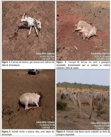 PMA encontra rebanho com 8.860 bovinos debilitados em Paraíso das Águas e fazendeiro é multado em R$ 9,3 milhões.