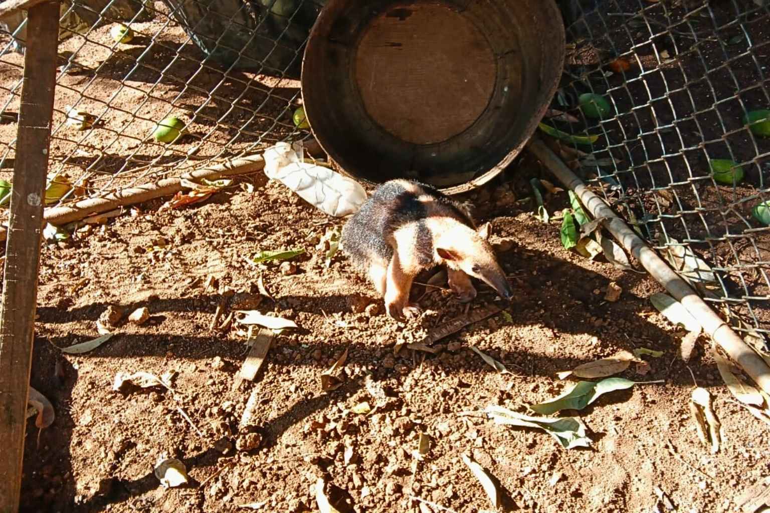 Tamanduá-Mirim