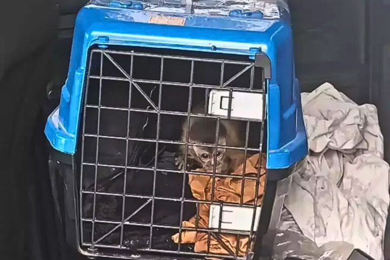 Operação da PMA prende quatro pessoas por tráfico de animais silvestres em Bodoquena