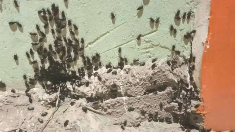 Infestação de besouros em residências de Corumbá
