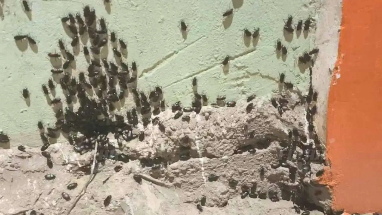 Infestação de besouros em residências de Corumbá