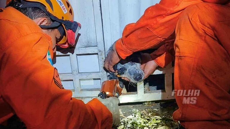 Bombeiros usam desencarcerador para resgatar cachorro preso em portão em Corumbá