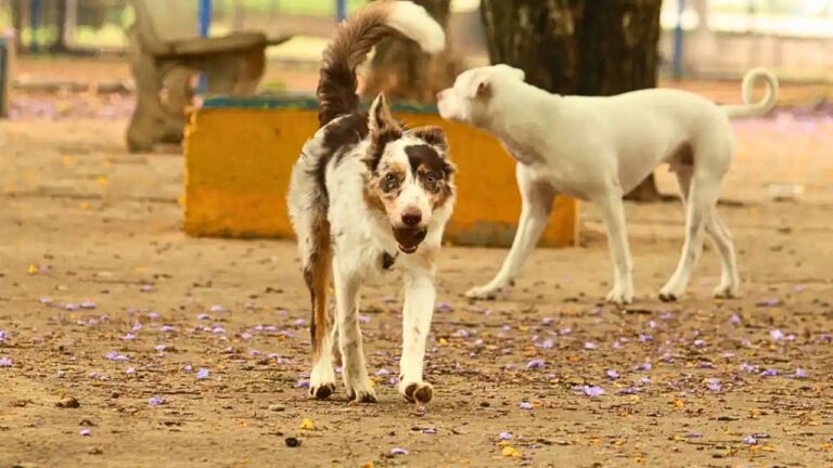 Brasil tem cerca de 30 milhões de animais abandonados