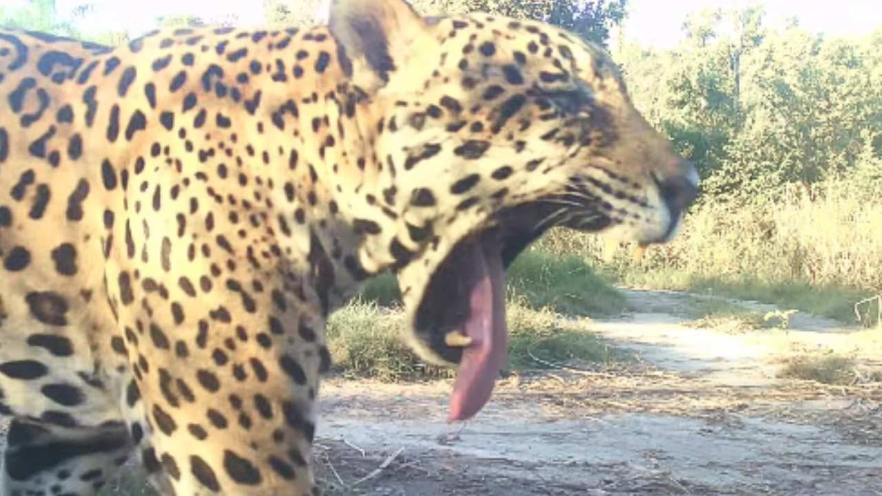 Câmeras trap instaladas no Pantanal registraram mais de 100 mil animais em 2025. IHP divulgou retrospectiva com cenas inéditas da fauna.