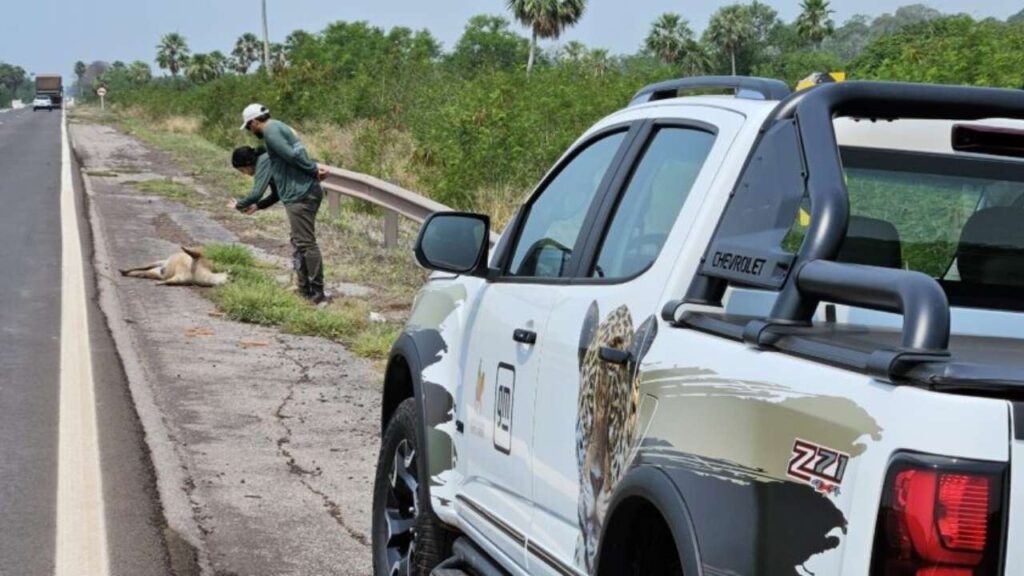 Com 3.800 animais mortos por ano pacote milionário tenta 'blindar' fauna pantaneira contra atropelamentos na BR-262 2 cercas e radares 3 BR-262