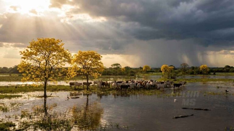 A Previsão do tempo em ms para esta terça (23) é de calor e chuva em MS. Paranaíba chega a 36°C e Campo Grande tem máxima de 31°C com risco de temporal.
