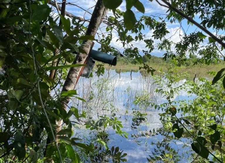 Projeto inovador de monitoramento do Pantanal com IA recebe investimento do Bezos Earth Fund, integrando ciência, tecnologia e saberes locais.
