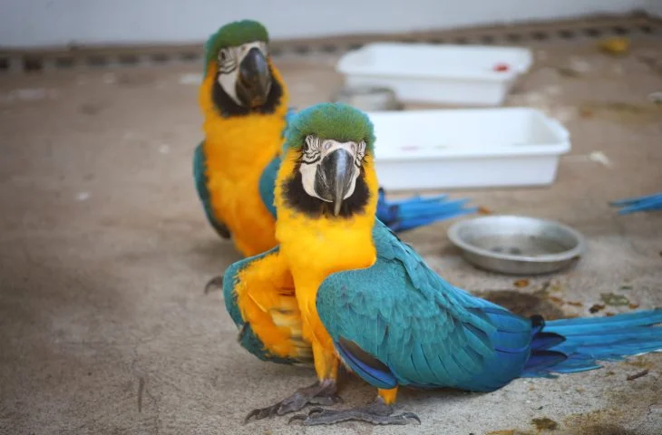 Centro de triagem de animais silvestres é inaugurado em Três Lagoas pelo Governo de MS