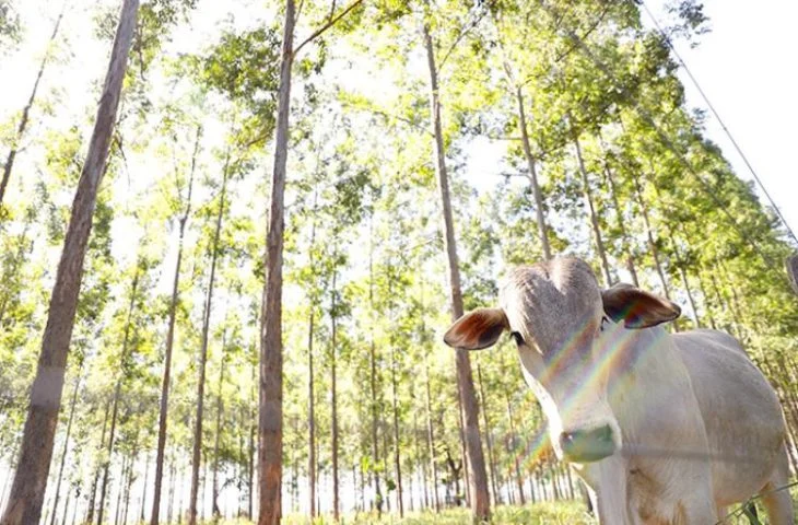 Mato Grosso do Sul avança na agropecuária sustentável e lidera recuperação de pastagens