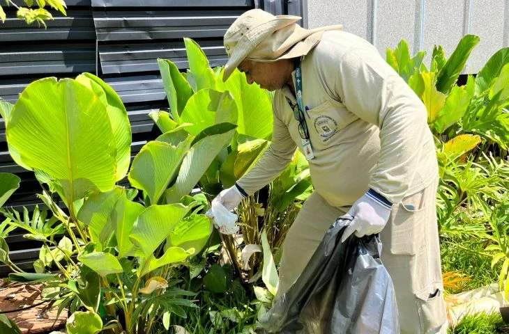 Pesquisa aponta que presença da bactéria Wolbachia reduz em 63% a dengue em Campo Grande