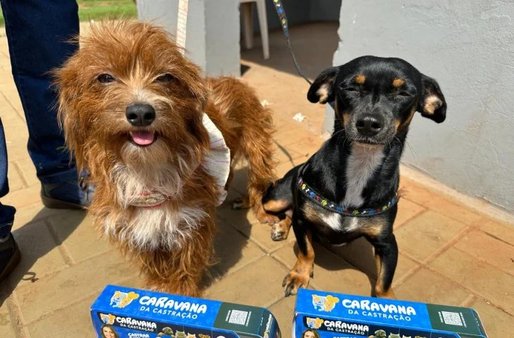 Governo de MS registra mais de 16,7 mil castrações e avança na proteção da vida animal em 2025