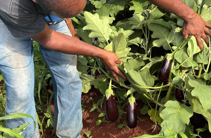 Alimentação Escolar em MS registra alta e garante renda estável para mais de 1.700 agricultores