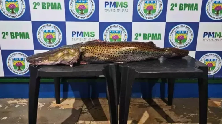 Pescador é multado em R$ 33,8 mil após ser flagrado com Pintado de 21 kg durante a Piracema em Dourados. PMA reforça fiscalização em MS.