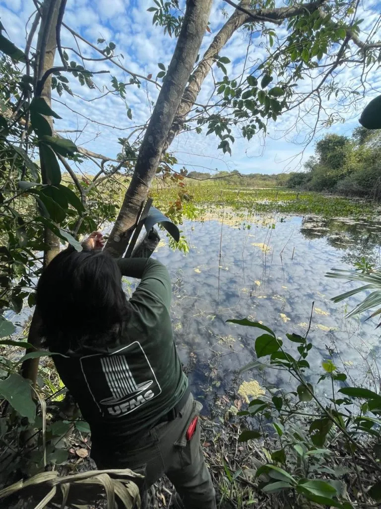 Projeto inovador de monitoramento do Pantanal com IA recebe investimento do Bezos Earth Fund, integrando ciência, tecnologia e saberes locais.