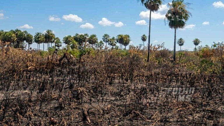 Bombeiros controlam incêndio de 4 km no Pantanal