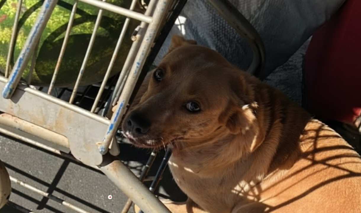 cachorro ferido Cachorro mutilado