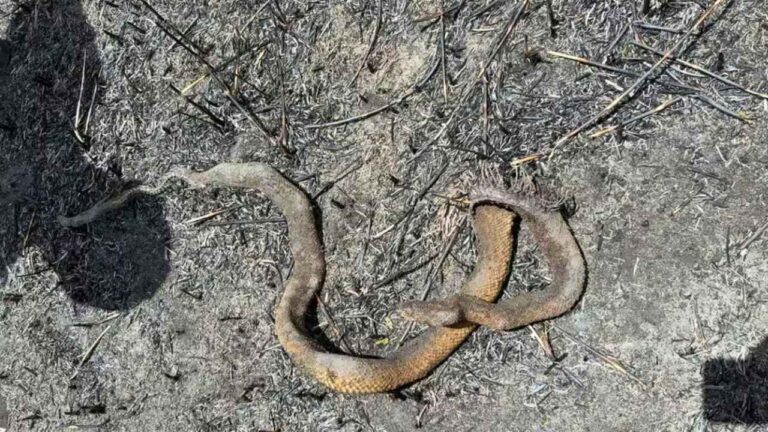 Jiboia é encontrada queimada após incêndio no Pantanal em Corumbá
