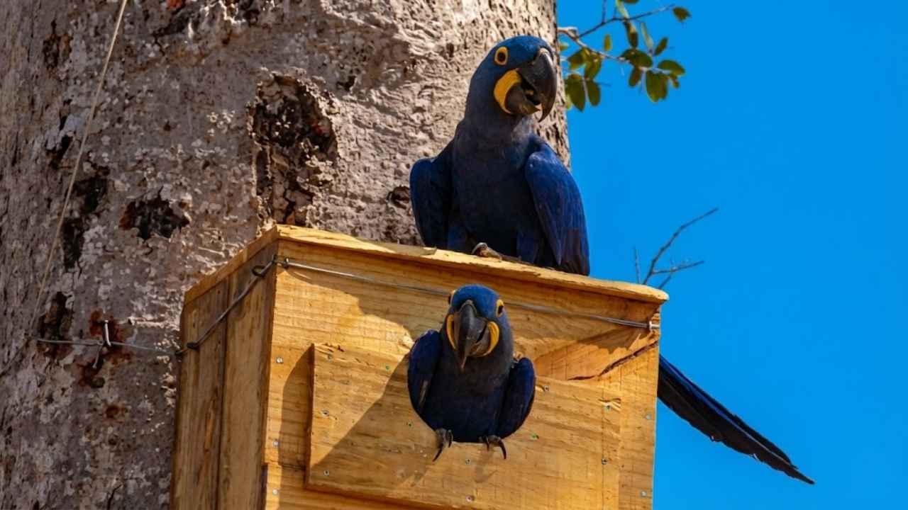arara-azul Pantanal Aquidauana