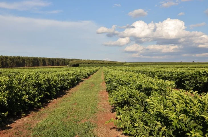 Citricultura injeta R$ 2,4 bilhões e consolida nova fronteira agrícola em Mato Grosso do Sul