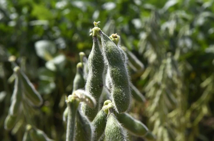 Prazo final se aproxima e 1 milhão de hectares de soja não têm cadastro em Mato Grosso do Sul