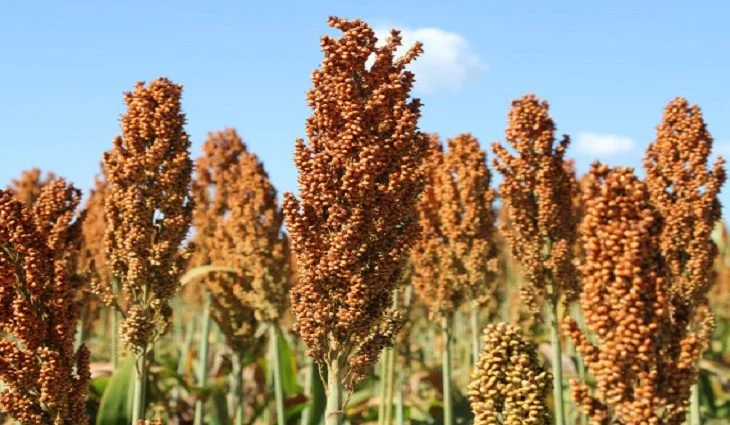Expansão do Sorgo em MS é Estratégica com Demanda Crescente de Etanol