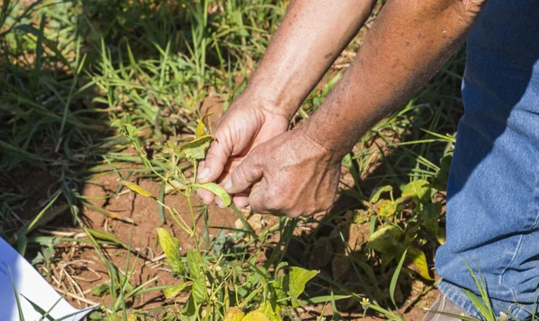 Microcrédito é oferecido a agricultores familiares de Porto Morrinho no dia 22