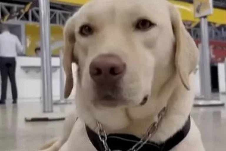 Justiça condena TAP a pagar R$ 60 mil por impedir embarque de cão de serviço de autista