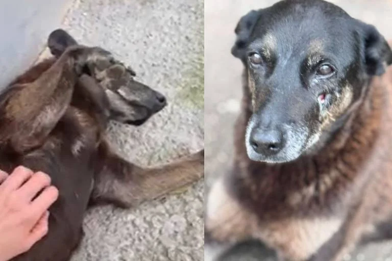 Adolescentes investigados por espancar cachorro voltam da Disney sob esquema de segurança policial