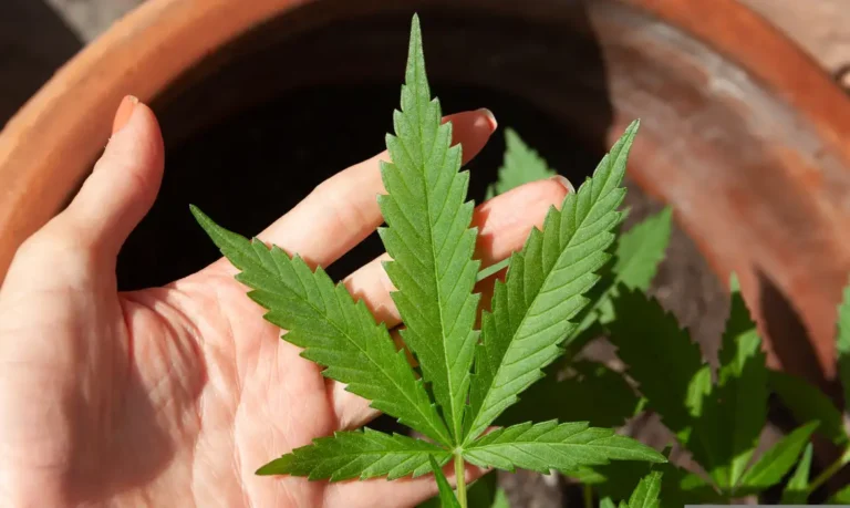 Anvisa debate regras para produção de cannabis medicinal no Brasil